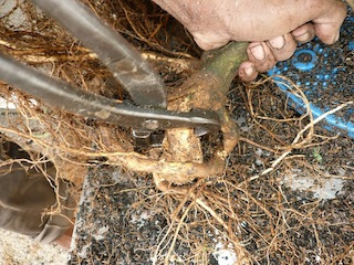 Splitted bonsai roots