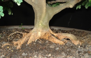 Recovered roots
