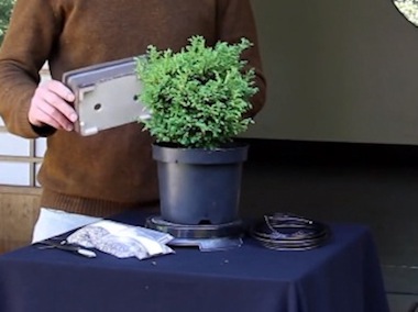 분재 초보자키트