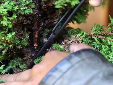 세부적인 가지치기 장면