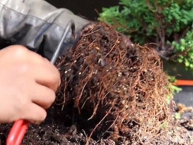 분재 분갈이 하기