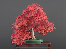 Acer palmatum, var. ‘Deshôjô (Tunb.), Hiroshi Takeyama & 루이스 발레호 1991
