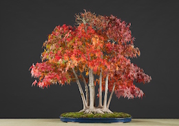Acer palmatum (Tunb.), Hotsumi Terakawa & 루이스 발레호 1989