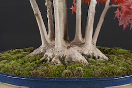 Acer palmatum (Tunb.), Hotsumi Terakawa & 루이스 발레호