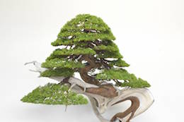 Juniperus, 비존 비존호름이 찍은 사진