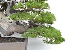 Juniperus, 비존 비존호름이 찍은 사진