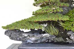 Pinus, 비존 비존호름이 찍은 사진