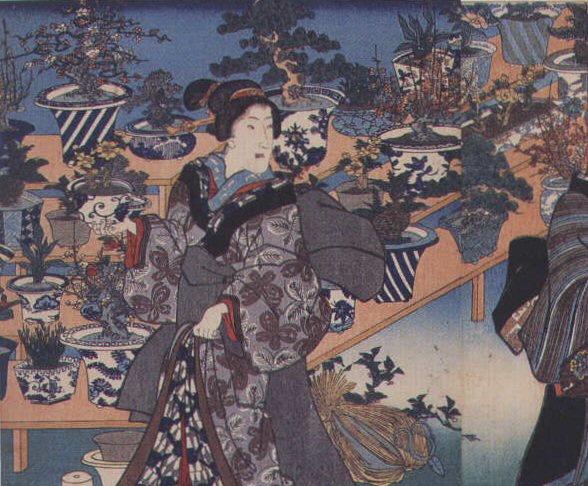 IV Ka Japanese Bonsai history